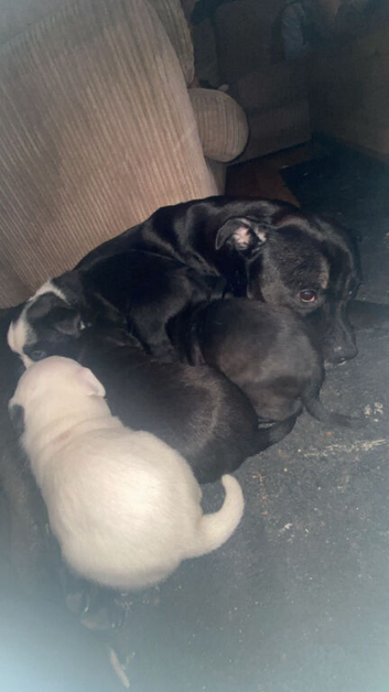3 boys