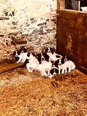 Stunning litter of English Springer spaniels