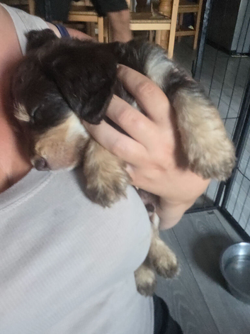 Miniature labradoodle pups