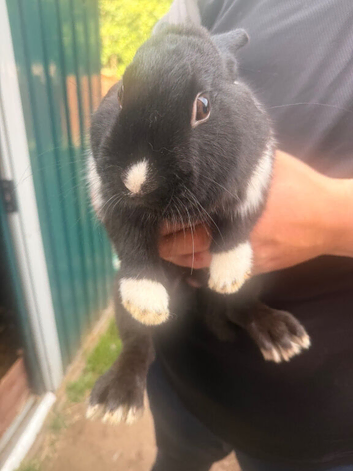 Two male dutch