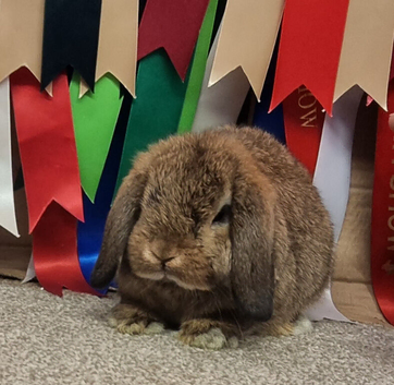 Gorgeous mini lop baby boy