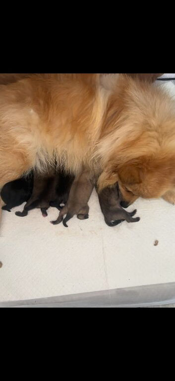 Pomeranian puppies