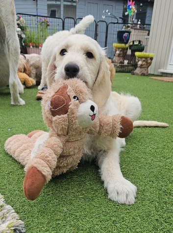 AdorableDouble Doodle puppies (hypoallergenic)