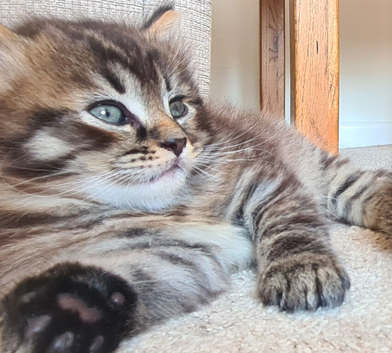 Gorgeous fluffy boy