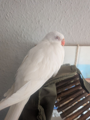 Female albino princess Wales parakeet