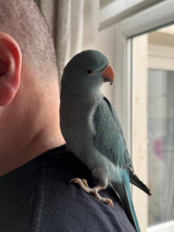 Male Blue Ringneck