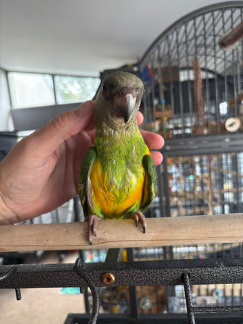 Baby boy Senegal parrot extremely tame