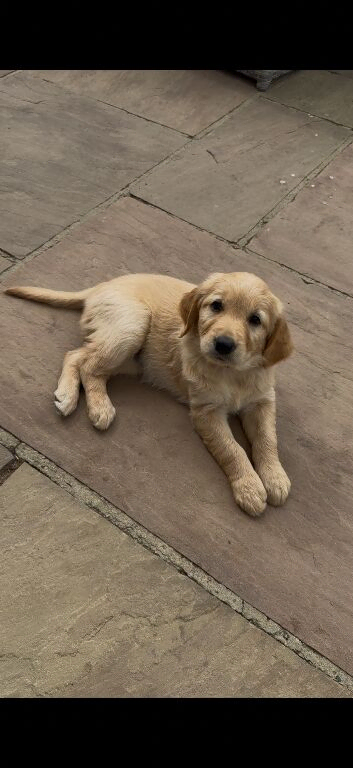 Ready Now!! Goldendoodles **1 girl left**