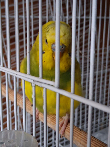Budgie 4 available 1 cock 3 hens