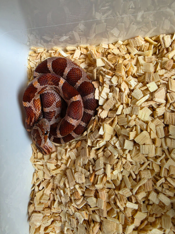 Het palmetto baby corn snakes