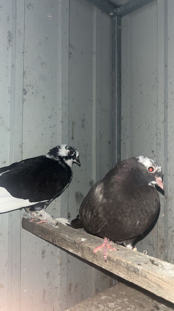 Mixed young pigeons for sale