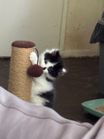 Male kitten for sale