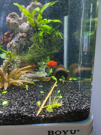 Platy male