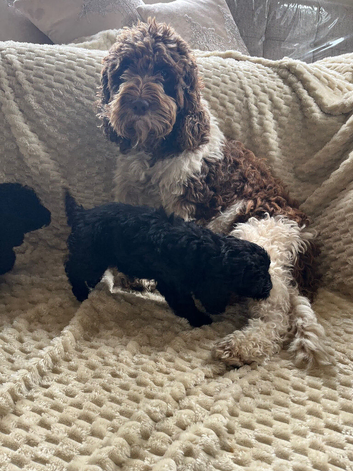Cockapoo puppy