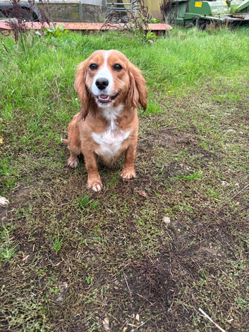 Cavapoo 5years old.