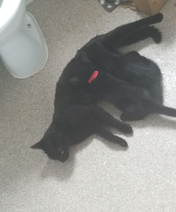 Chocolate kitten