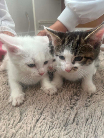 3 boys kittens