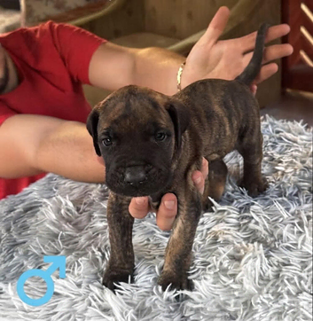 Presa canario pupps