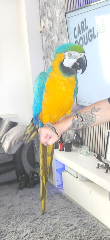 Blue and gold macaw