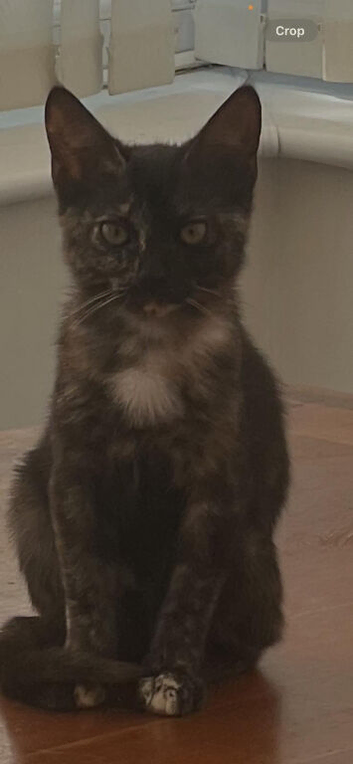 Bengal cross kitten