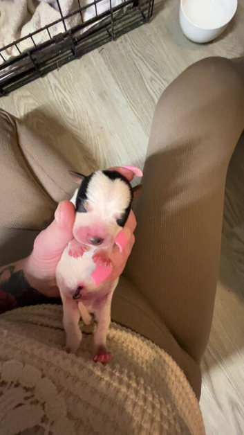Jack Russell puppies for sale
