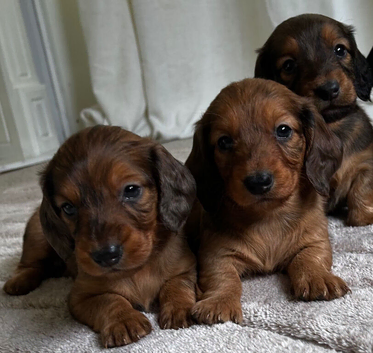 LONGHAIRED STANDARD KC DACHSHUNDS