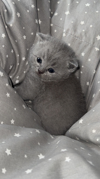 Reduced bsh boy 450