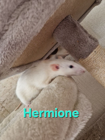 LARGE CAGE & 3 female Rats AND ACCESSORIES