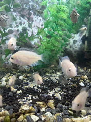 Polar parrots for sale
