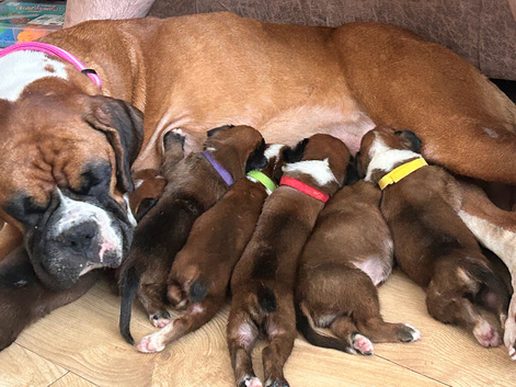 Kc reg boxer puppies long/bob tail