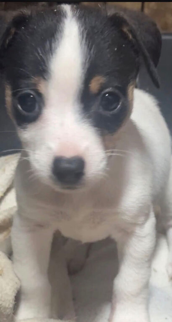 Stunning jackrussel puppies