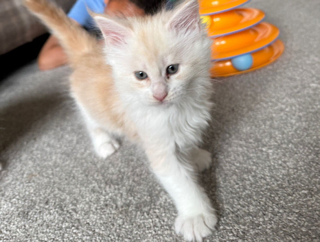 Maine Coon Kittens