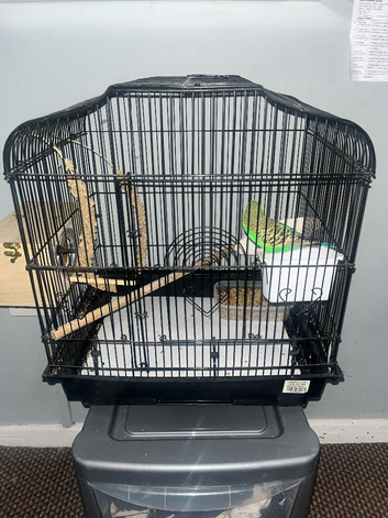 2 budgies and cage