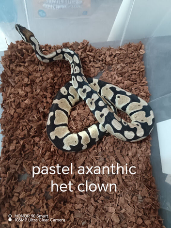 multiple morphs of royal pythons
