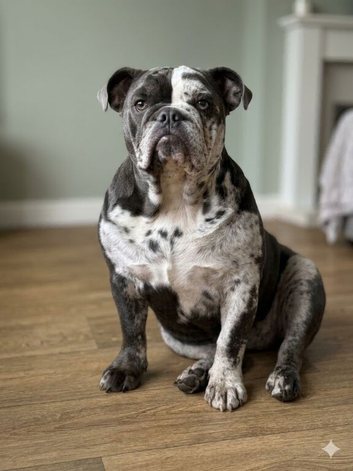 Beautiful blue merle British bulldog