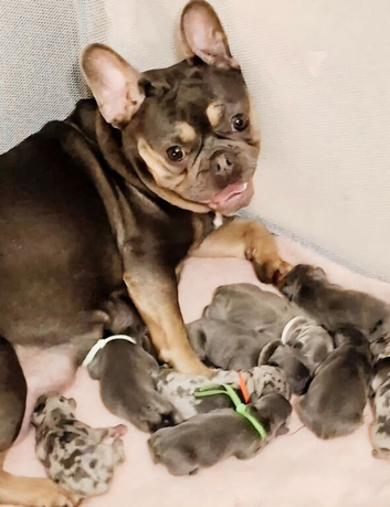 Stunning Frenchie pups for sale