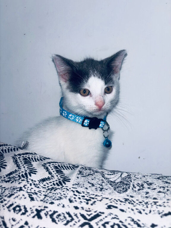 Last male kitten 10 weeks old