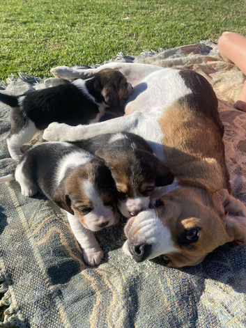 DNA Girls And Boys Beagle Puppies