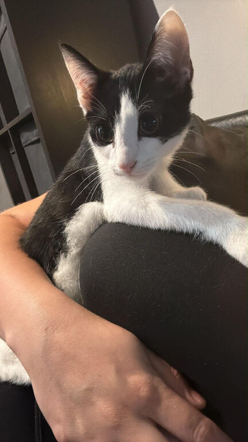 Sid around 5/6 months old.