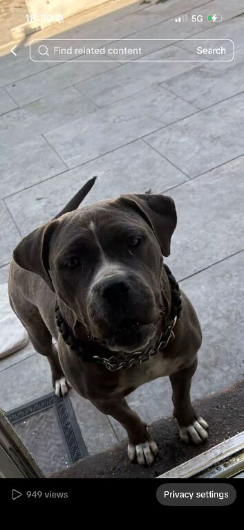Female pup