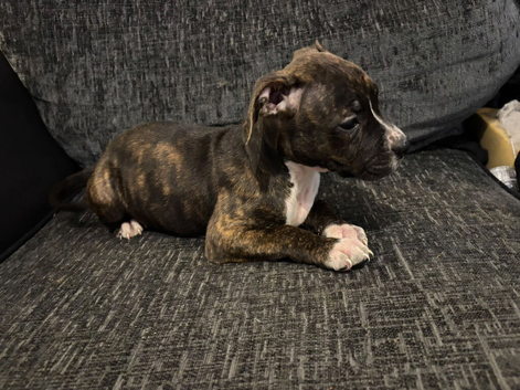 American bulldog puppy's