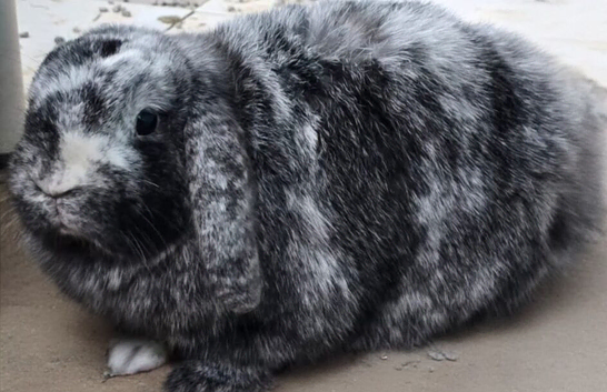 Male rabbit microchipped and castrated for sale