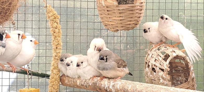 Zebra finch for sale