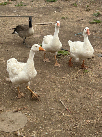 Geese