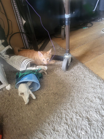 2 beautiful little boy kittens