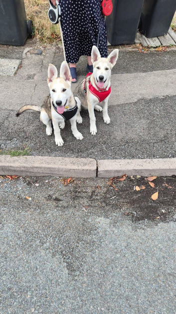 Low content wolf dog puppies