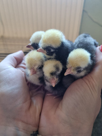 Polish chicks and pekins hatched 3/7