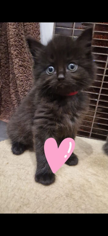 Kitten