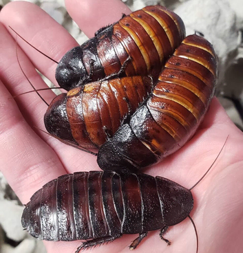 10 X Madagascar Hissing Cockroach (Large) &pound;25 + &pound;6 Delivery