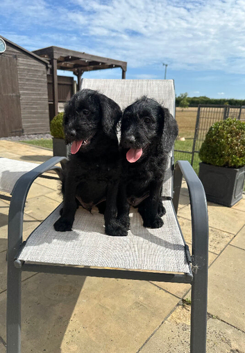 Fully Health Tested F1 Labradoodle Puppies